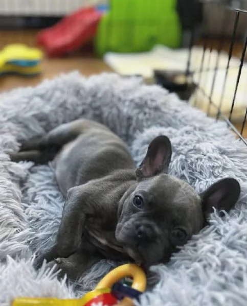 Bouledogue francese  | Foto 0
