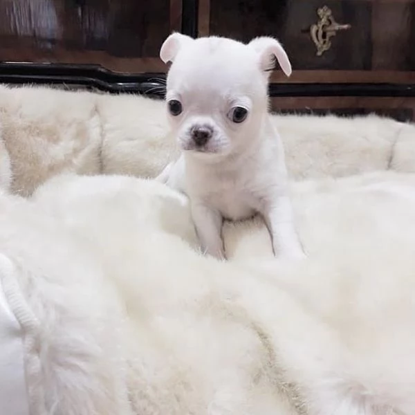 Chihuahua mini toy  maschio e femmina Capelli lunghi e corti | Foto 0