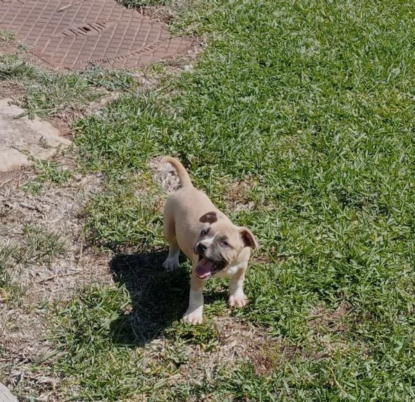 American Staffordshire Terrier 