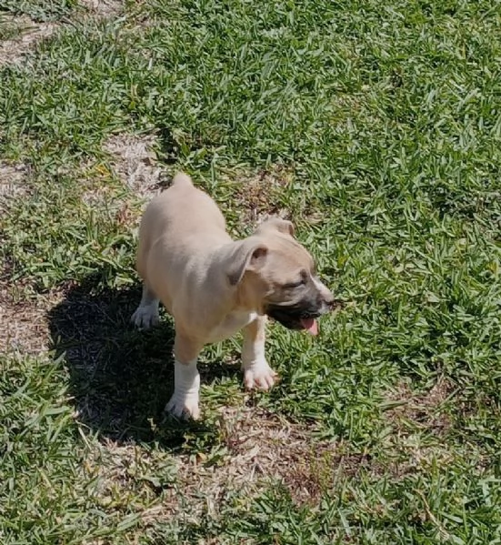 American Staffordshire Terrier  | Foto 3