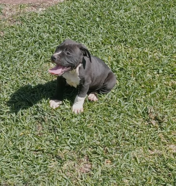 American Staffordshire Terrier  | Foto 2