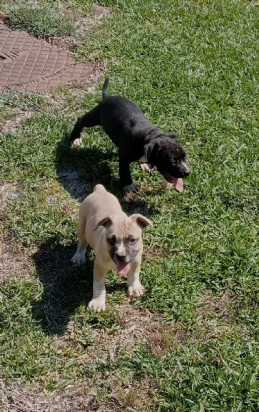 American Staffordshire Terrier  | Foto 1