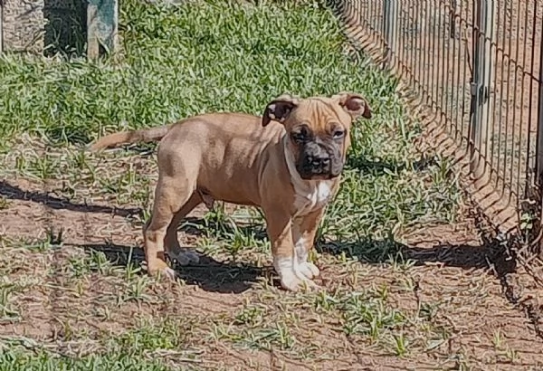 American Staffordshire Terrier  | Foto 0