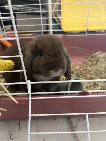 mini lop, coniglio ariete nano
