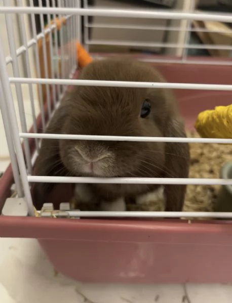 mini lop, coniglio ariete nano | Foto 4