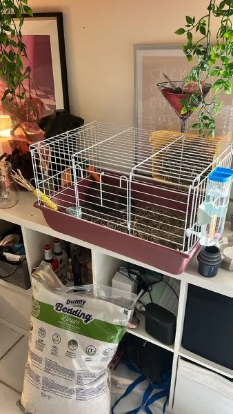 mini lop, coniglio ariete nano | Foto 3