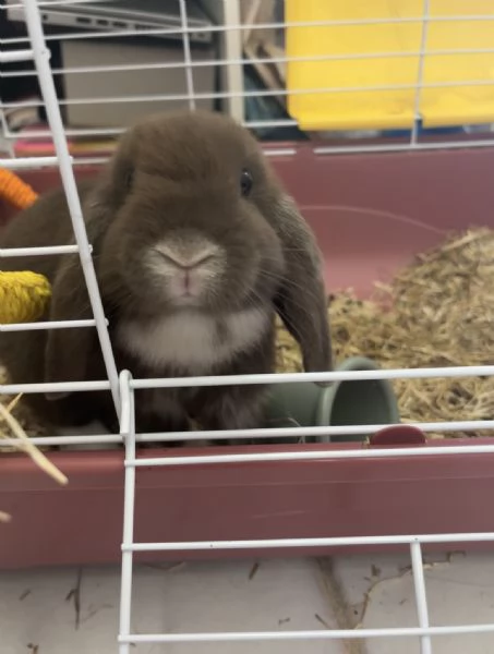 mini lop, coniglio ariete nano | Foto 2