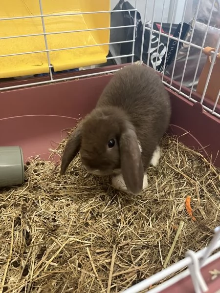 mini lop, coniglio ariete nano | Foto 1