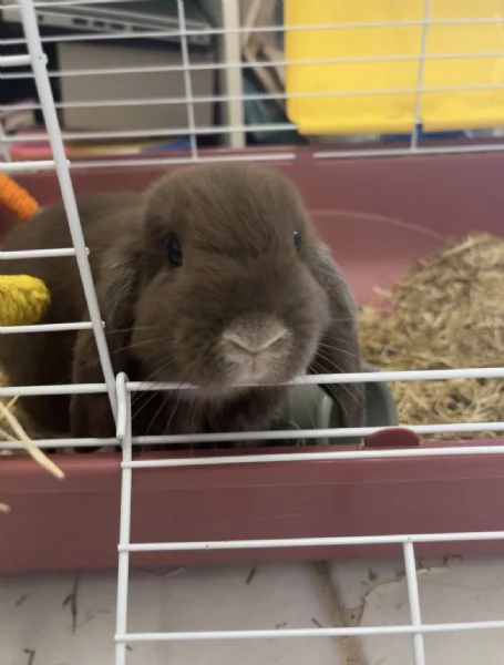 mini lop, coniglio ariete nano | Foto 0