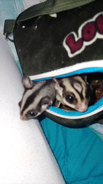 Vendo coppia di petauri dello zucchero 