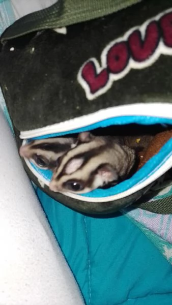 Vendo coppia di petauri dello zucchero  | Foto 2