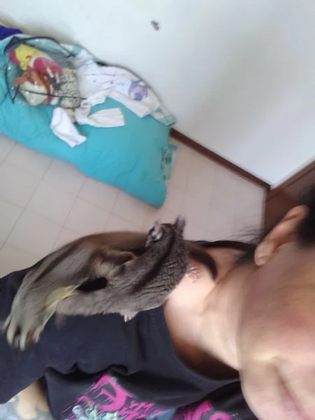 Vendo coppia di petauri dello zucchero  | Foto 1