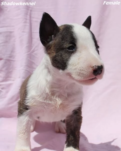 Cuccioli di Mini Bull Terrier | Foto 6