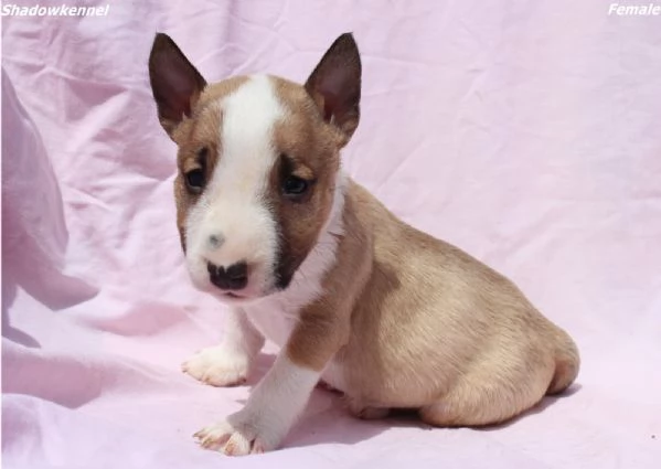 Cuccioli di Mini Bull Terrier | Foto 5