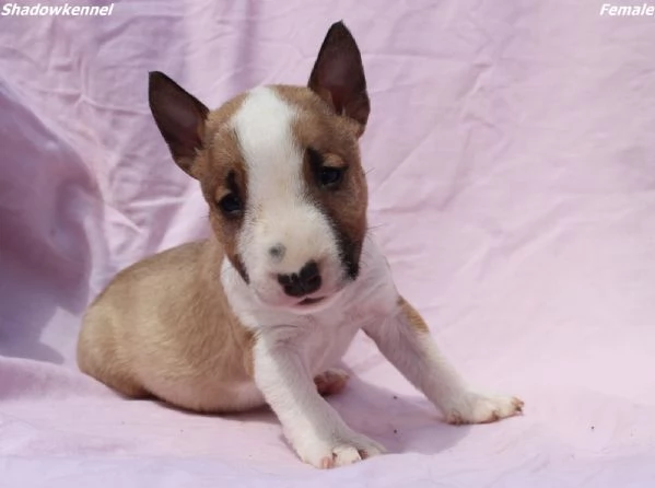Cuccioli di Mini Bull Terrier | Foto 4