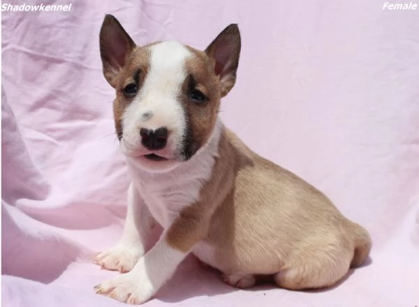 Cuccioli di Mini Bull Terrier | Foto 2