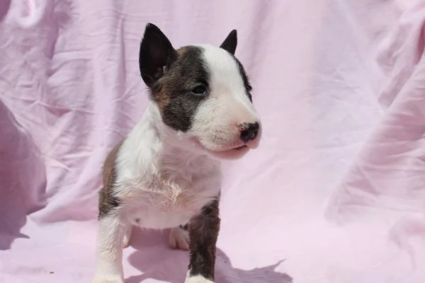 Cuccioli di Mini Bull Terrier