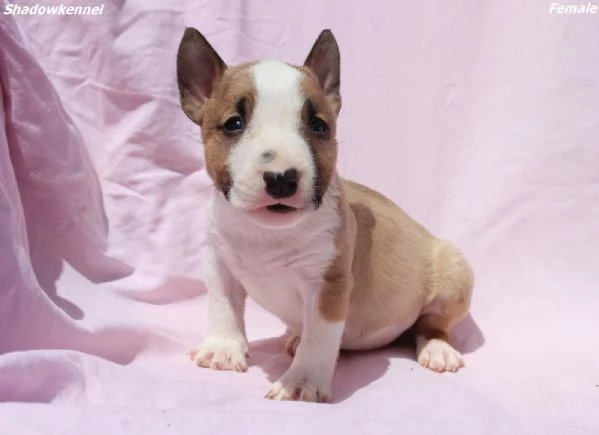 Cuccioli di Mini Bull Terrier | Foto 1