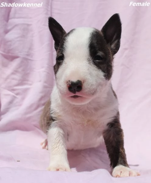 Cuccioli di Mini Bull Terrier | Foto 0