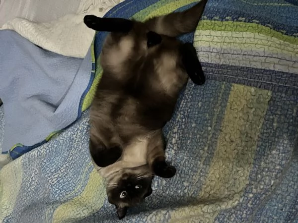 Gatto siamese maschio  | Foto 1