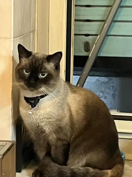 Gatto siamese maschio 