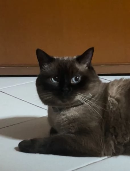 Gatto siamese maschio  | Foto 0