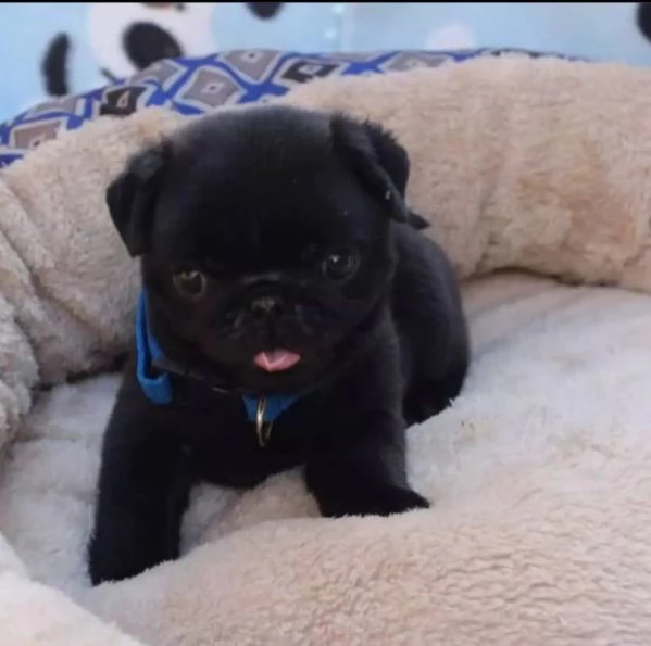 adorabili cuccioli di carlino.... | Foto 0