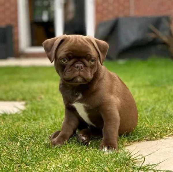 adorabili cuccioli di carlino