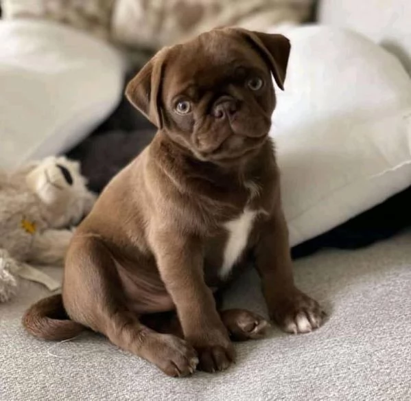 adorabili cuccioli di carlino.