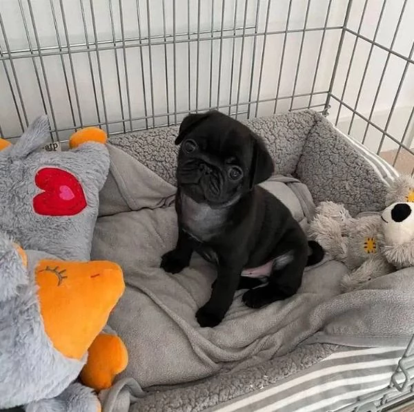 adorabili cuccioli di carlino.