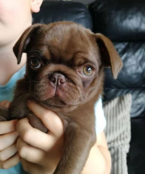 adorabili cuccioli di carlino. | Foto 1