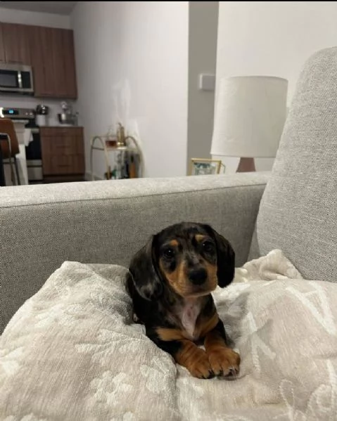 —-Offrire per l'adozione maschio e femmina bassotto nana | Foto 0