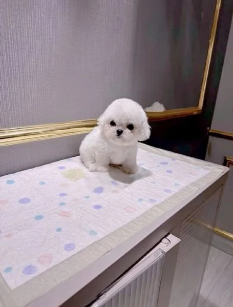 Offrire per l'adozione maschio e femmina  Bichon toy  | Foto 1