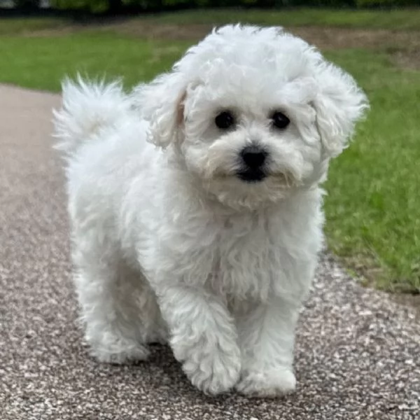 Offrire per l'adozione maschio e femmina  Bichon toy  | Foto 0