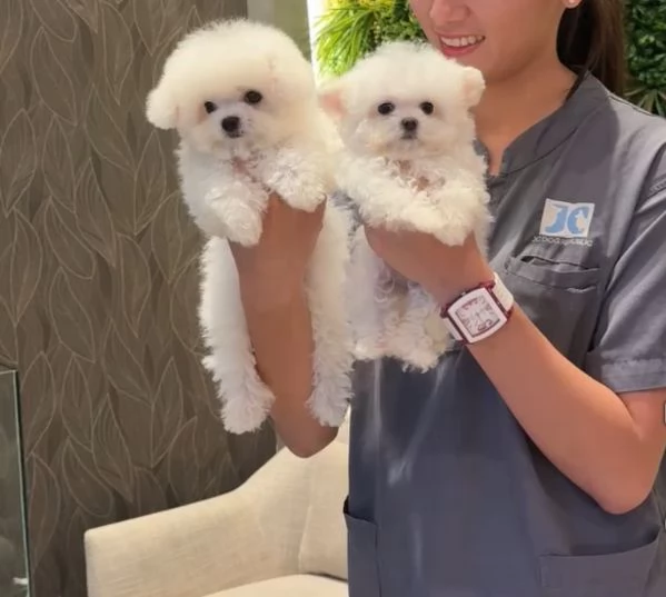 Offrire per l'adozione maschio e femmina  Bichon toy 