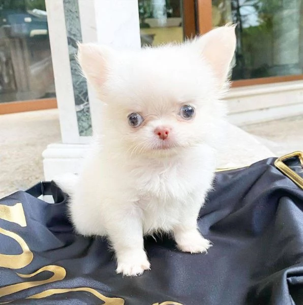 !!! Offrire per l'adozione maschio e femmina chihuahua mini Toy