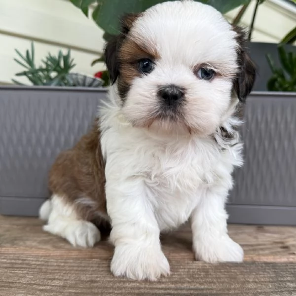 Offrire per l'adozione maschio e femmina  Shitzu toy  | Foto 0