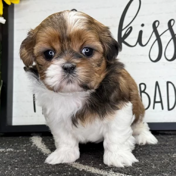 Offrire per l'adozione maschio e femmina  Shitzu toy 