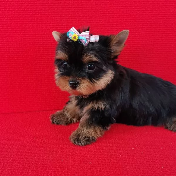 Offrire per l'adozione maschio e femmina yorkie