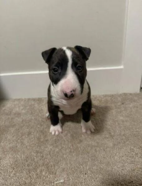 Offrire per l'adozione maschio e femmina bull terrier 