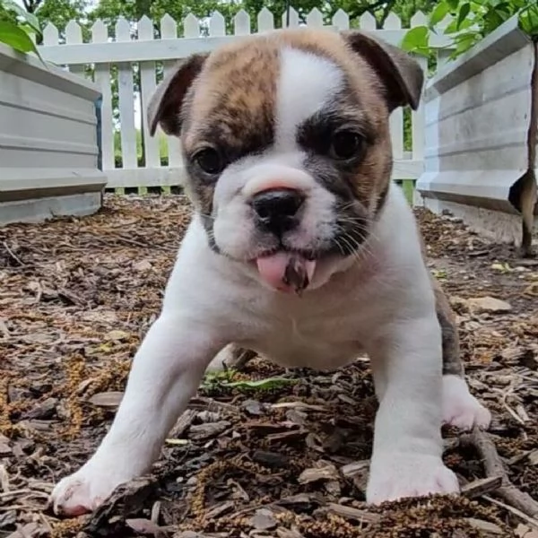 Offrire per l'adozione maschio e femmina  bulldog inglese 