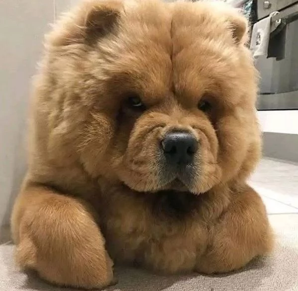 Offrire per l'adozione maschio e femmina  chow chow | Foto 0