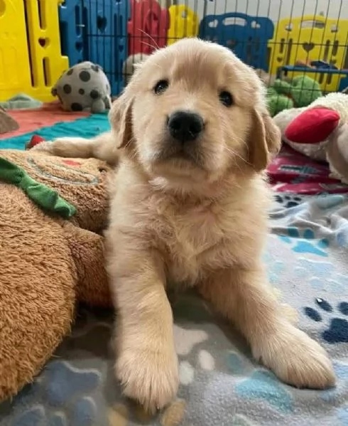 Offrire per l'adozione maschio e femmina Golden Retriever  | Foto 2