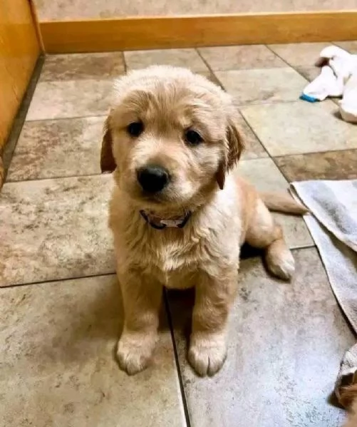 Offrire per l'adozione maschio e femmina Golden Retriever  | Foto 1