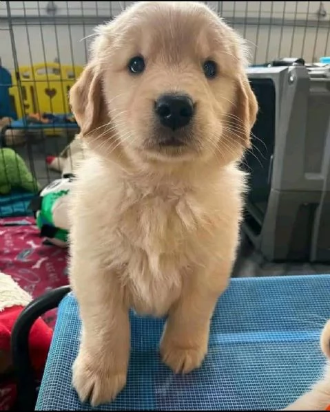 Offrire per l'adozione maschio e femmina Golden Retriever  | Foto 0