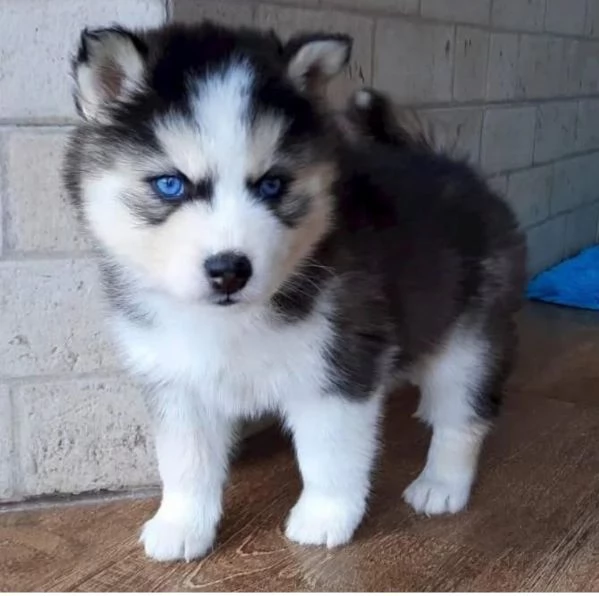 Offrire per l'adozione maschio e femmina husky 