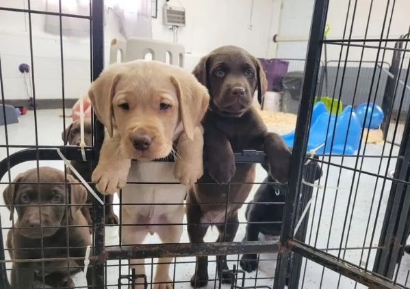 Cucciolo di labrador disponibile per gli amanti | Foto 0