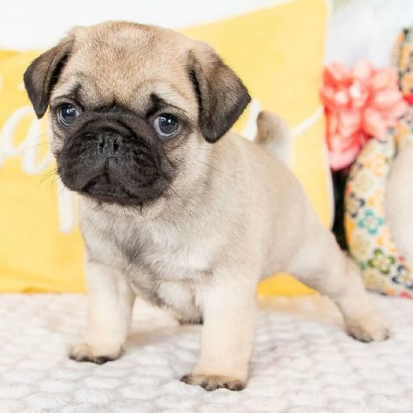 REGALO CARLINO MASCHIO E FEMMINA