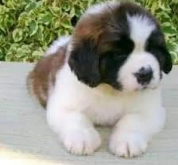 Offrire per l'adozione maschio e femmina  San Bernardo  | Foto 0