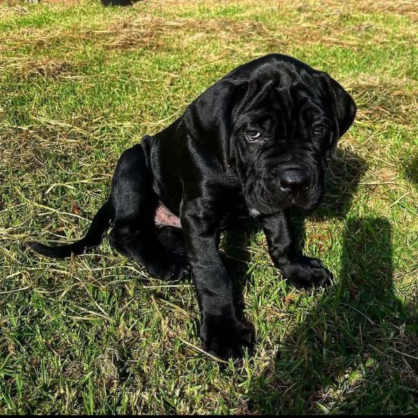 Offrire per l'adozione maschio e femmina  Cane corso